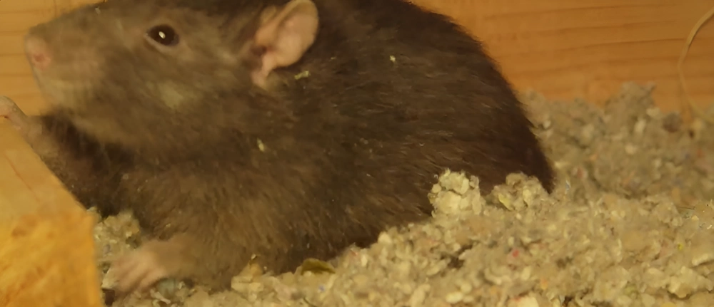 Norway rat (Rattus norvegicus) — heavy stocky body, blunt snout, tail shorter than body, rare in Lakeland residential attics