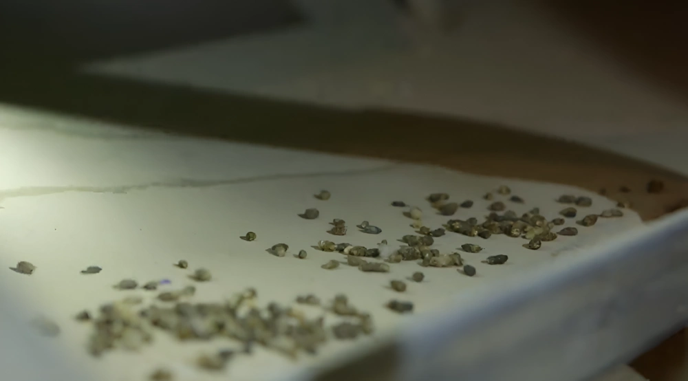 Norway rat droppings (Rattus norvegicus) — capsule-shaped with blunt ends, approximately 3/4 inch length, compared to the spindle-shaped pointed droppings of the roof rat