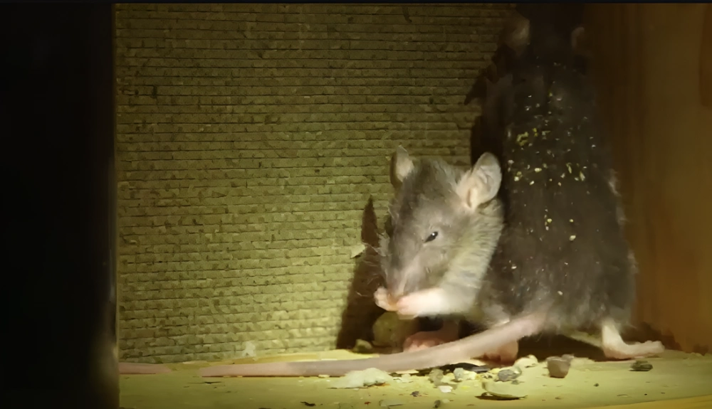 Norway rat infestation showing burrow activity and ground-level damage — contrasting with roof rat attic activity typical in Lakeland FL homes
