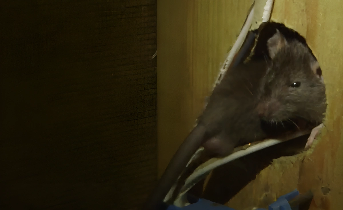 Norway rats (Rattus norvegicus) group showing typical stocky body type, blunt snout and close-set ears that distinguish them from the slender roof rat found in Lakeland FL